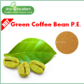 Green coffee bean extract powder